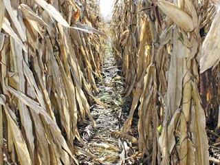 Tillage vs no-till: a farmer’s cost comparison Tillage vs no-till: a farmer’s cost comparison