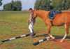 Starting an exercise programme for horses
