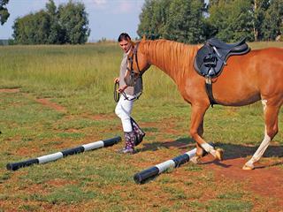 Starting an exercise programme for horses Starting an exercise programme for horses