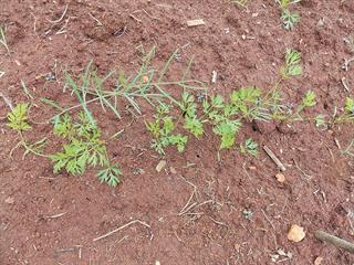 Weed – friend or foe? Weed – friend or foe?