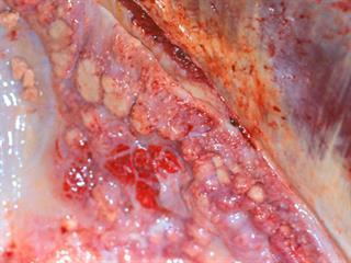 Dealing with bovine TB Dealing with bovine TB