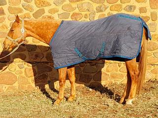 Keeping your horse warm Keeping your horse warm