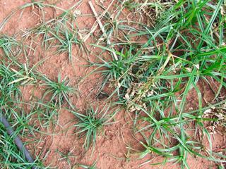 Beware the nutsedge Beware the nutsedge