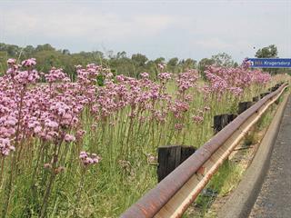 Watch out for new weeds! Watch out for new weeds!