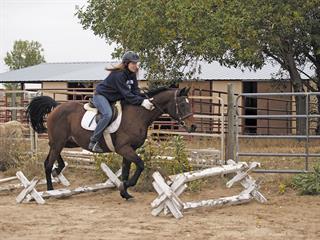 The value of trotting poles The value of trotting poles