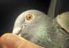 Eye theory in practice for racing pigeons