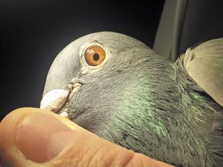 Eye theory in practice for racing pigeons Eye theory in practice for racing pigeons
