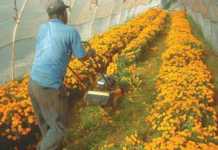 Can marigolds really control eelworm?