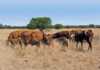 The adaptable Afrisim: ideal for feedlot and veld