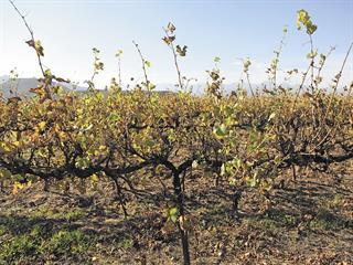 Alternative vineyard trellising doubles yields in Robertson Alternative vineyard trellising doubles yields in Robertson