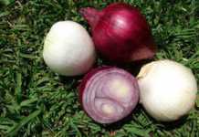 Learning about onion production