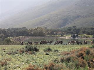 Unlocking the Western Cape’s game farming potential Unlocking the Western Cape’s game farming potential