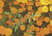 Marigolds don’t control eelworm