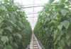 Diversified farming, booming business