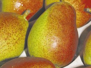 SA pear producers get cheeky SA pear producers get cheeky