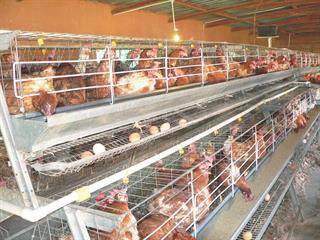 Small-scale egg production Small-scale egg production