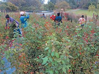 The delicate art of large-scale rose farming The delicate art of large-scale rose farming