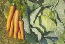 Organically grown vegetables VS conventionally grown vegetables