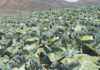 Vegetable production in Queenstown