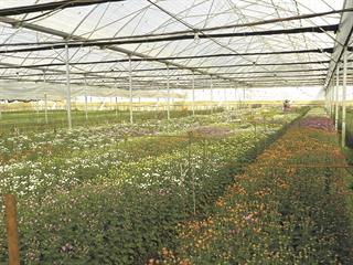 Power hikes deadhead flower farmer Power hikes deadhead flower farmer