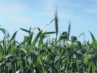 Optimising conservation farming with technology Optimising conservation farming with technology