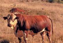 1st Production Sale of Thiele Estates