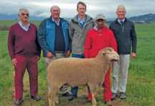 39th Offical SA Mutton Merino Society Ram Sale