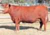 Annual Mequatling Angus Sale