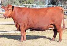 Annual Mequatling Angus Sale