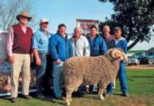 Annual Goedeverwagting Merino Stud Sale