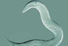 How to guard against internal parasites