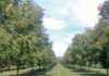 Growing a valuable pecan nut orchard