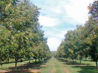 Growing a valuable pecan nut orchard Growing a valuable pecan nut orchard