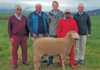 National SA Mutton Merino Sale