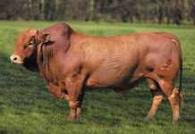 Grassfields Beef Africa Droughtmaster Sale