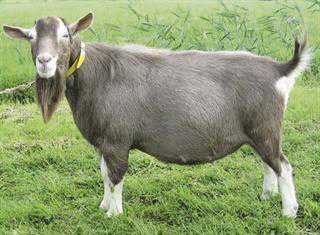 Know your goat breeds: The Toggenburg