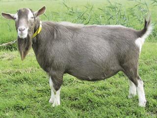 Know your goat breeds: The Toggenburg Know your goat breeds: The Toggenburg