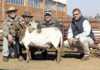 Meatmaster Breeders Sale