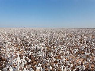 Microbial-enhanced cotton seeds can increase profitability Microbial-enhanced cotton seeds can increase profitability