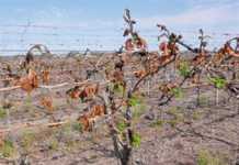 Frost devastates Orange River grape farmers