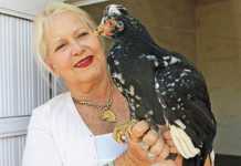 Funny fowls cause a flurry