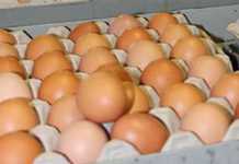 World Egg Day