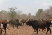 SA to give R100m to dry Namibia while North West suffers