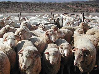 A Christmas gift for wool farmers