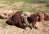 Alpacas beaten to death with a steel pipe