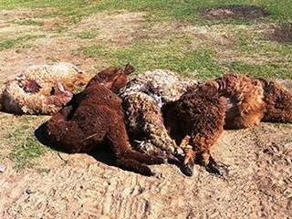 Alpacas beaten to death with a steel pipe Alpacas beaten to death with a steel pipe