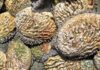 Abalone farming leads aquaculture growth in SA