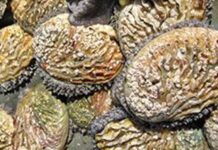 Abalone farming leads aquaculture growth in SA
