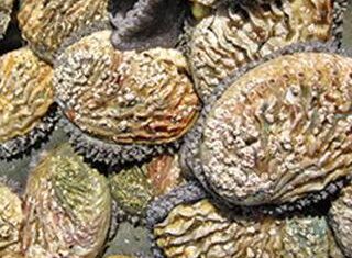 Abalone farming leads aquaculture growth in SA