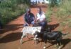 Four suspected stock thieves caught